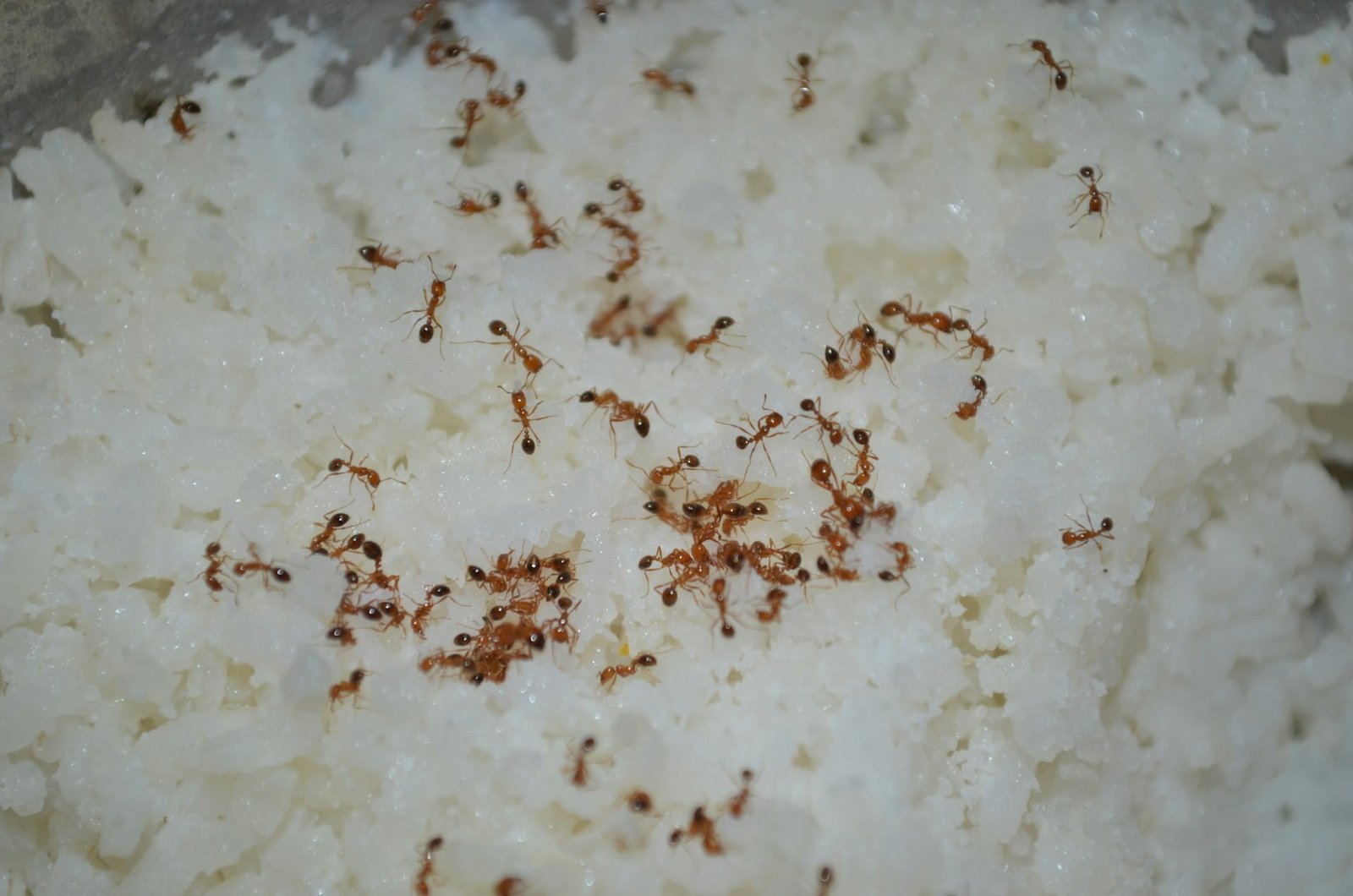 Mini fourmis dans la maison